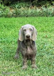 Dachshund Weimaraner Mix Dachshund Mix Dog Crossbreeds Dachshund