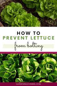 Preventing Bolted Lettuce Garden Care How To Harvest Lettuce Container Gardening Vegetables