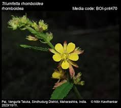 Image result for Triumfetta digitata