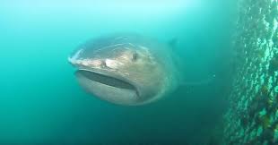 Carole baskin is back in the news after a big cat attack at her tiger sanctuary left a staff member seriously injured. Megamouth Shark Shark Habitat Shark Facts Megamouth Shark