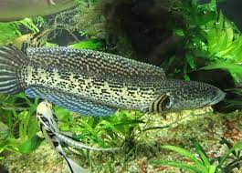 Snakehead Fish Care Guide Diet Lifespan Tank Mates Size