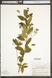 Image result for Rhamnaceae