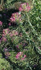 Image result for Cleome schimperi