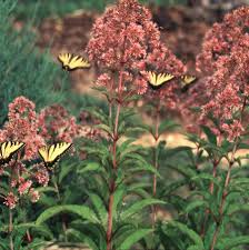 Image result for Pycreus mortonii