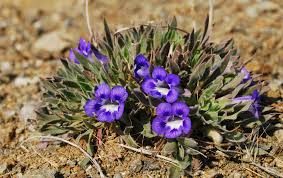 Image result for Aptosimum procumbens