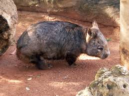 Image result for Southern hairy-nosed wombat