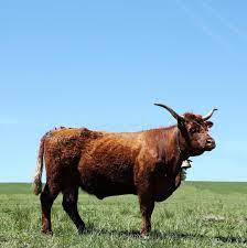 Vaca Vermelha De Mogno De Salers Foto De Stock Imagem De Vaca Rocha 21136660