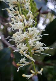 Image result for Macadamia aff. integrifolia