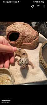 My wife and I recently lost our bearded dragon. He lived a long happy life  but we don't want to get another one. We have two massive colonies of bugs.  One dubia