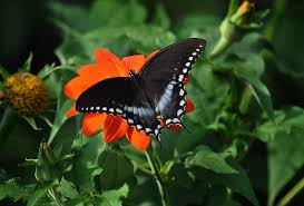 Image result for Linderniella gracilis