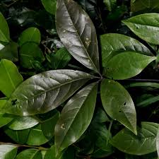 Image result for Ritchiea capparoides