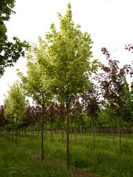 Image result for Vepris drummondii