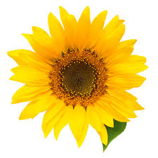 H e l l o l o v e l i e s sunflowers are some of my fav flowers, and they're yellow, so obviously doing an aesthetic background video was a no brainer. Sunflower Aesthetics