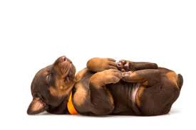 Why Do Dogs Sleep So Much How Many Hours A Day Do Dogs Sleep