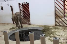 — municipiu, reședință de județ* și mare oraș* —. Zoo Targu MureÈ Cea Mai FrumoasÄ GrÄdinÄ ZoologicÄ Din Romania