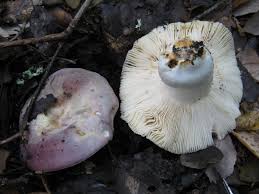 Image result for Russula variata