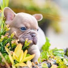 All of our french bulldog puppies are american kennel club registered and recognized as pure and true representations of the breed. French Bulldog Puppies For Sale In Washington State Nw Frenchies