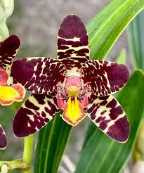 Image result for Ansellia africana