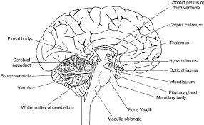 Brain Diagram Labeled Worksheet Google Search Brain Diagram Human Brain Diagram Neuron Diagram