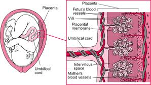 physical changes during pregnancy womens health issues