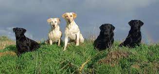 Photo Gallery Reveirter Labrador Retrievers Gundog training labradors 3rd november 2019. reveirter labrador retrievers