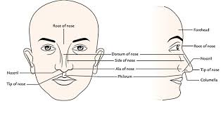 Your nose anatomy can be divided into two parts. Easy Notes On Nose Learn In Just 4 Minutes Earth S Lab