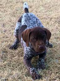 If not being used as a hunter, they still require formal training. German Shorthaired Pointer For Sale Online Shopping