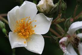 Image result for Embelia multiflora