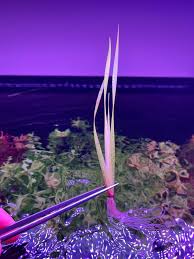 Image result for Xyris anceps