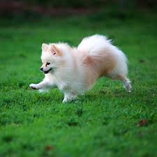 If you are seriously looking for teddy bear puppies for sale you need to be aware of any health concerns that such a small dog breed may have. 1 Pomeranian Puppies For Sale In Florida Uptown Puppies