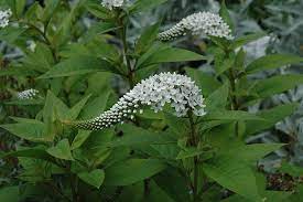 Maybe you would like to learn more about one of these? Gooseneck Loosestrife Lysimachia Clethroides In Burlington Waterdown Dundas Ontario Ontario On At Connon Nurseries