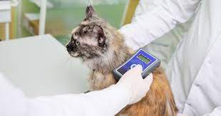 According to petfinder, the average cost of having a veterinarian insert a microchip is around $45, which generally includes registration on the microchip company's database. Is A Microchip Id Obligatory For Your Cat Sepicat