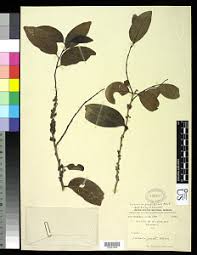 Image result for Casearia gladiiformis