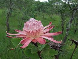 Maybe you would like to learn more about one of these? Zambian Plants Bangweulufish