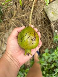 Avocados and yellow dragonfruit from today's harvest, the pomegranates are  going strong, and the champagne loquat is blooming!