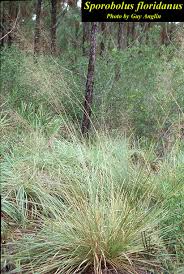 Image result for Sporobolus