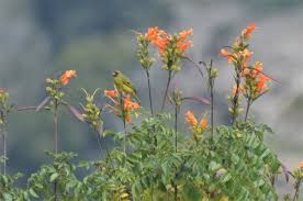 Image result for Tecomaria nyassae