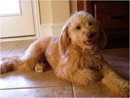An f1b goldendoodle is the offspring of a poodle and an f1 goldendoodle. Toy Petite Goldendoodle Info Temperament Puppies Training Pictures