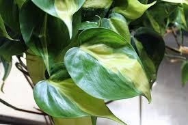 Great Little Philodendron Basically A Variegated Cordatum But It S Name Is Philodendron Brasil A Vining Or Climbing Ho Plant Care Plants House Plant Care