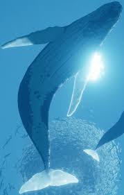 Abzu Screenshot Whale Art Ocean Creatures Whale