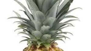 How To Get Pineapples To Bloom In 2020 Pineapple Planting Growing Pineapple Pineapple Top