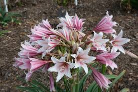 Image result for Crinum harmsii
