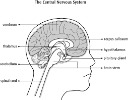 The nervous system performs many different tasks and enables the human being, for instance, to this type of action potential propagation is called saltatory conduction (red arrows in the diagram). The Brain And Spinal Cord Canadian Cancer Society