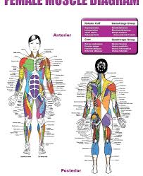 How to calculate body fat. Body Muscles Chart Female Detikak