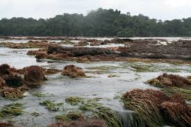 Image result for Podostemaceae