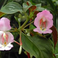 Image result for Impatiens keilii