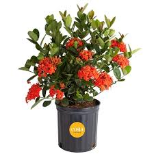 Image result for Ixora nana