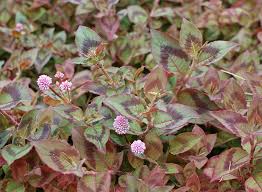 Image result for Persicaria hystricula