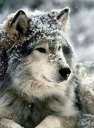 Snow Wolf Animals Animals Wild Beautiful Wolves
