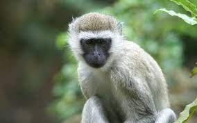 There Are A Number Of Subspecies Of Vervet Monkeys However Typically The Body Is A Greenish Olive Or Silvery Gray The Monkey Breeds Monkey Species Pet Monkey